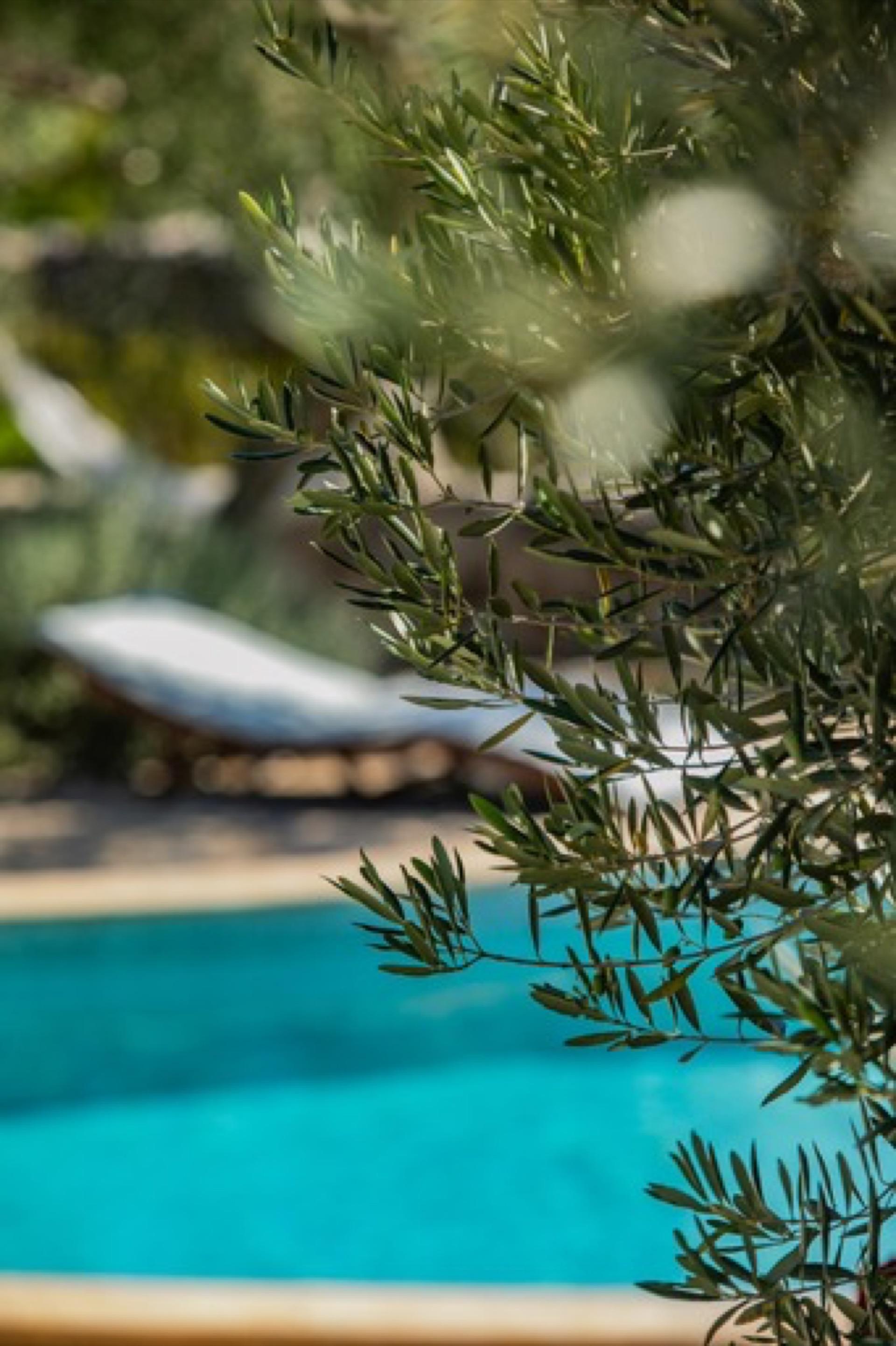 Olive grove